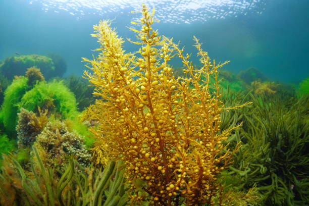 japanische braunalge sargassum muticum - invasive specie stock-fotos und bilder