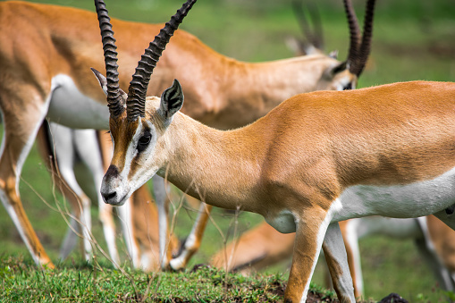 La gacela de Grant de cerca en el Área de Conservación de Ngorongoro, Tanzania, África. photo