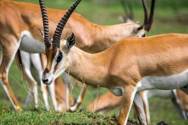 grant's gazelle close up in ngorongoro conservation area, tanzania, africa. - gazelle imagens e fotografias de stock