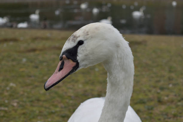 istock An elegant white swan looking at the camera 1450409320