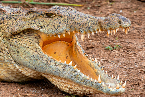 African Crocodile with open mouth