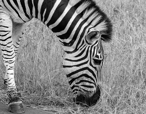 Two Zebra in wild in Africa