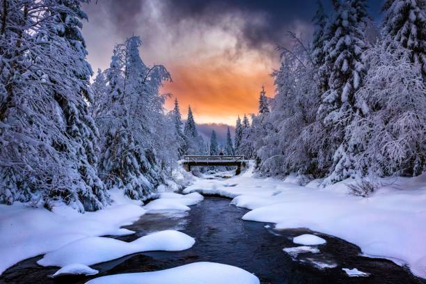 istock Beautiful winter landscape in a forest 1450412678
