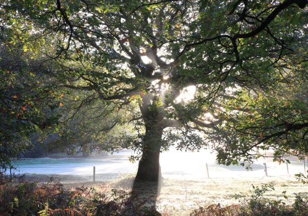 Lush tree backlit with sunlight in Sutton park, Birmingham, UK A lush tree backlit with sunlight in Sutton park, Birmingham, UK sutton park stock pictures, royalty-free photos & images