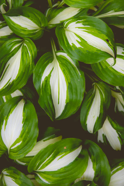 A Beautiful nature background with green hosta leaves.