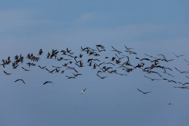 istock A flock of Black Skimmers, Rynchops niger, in flight 1450414876
