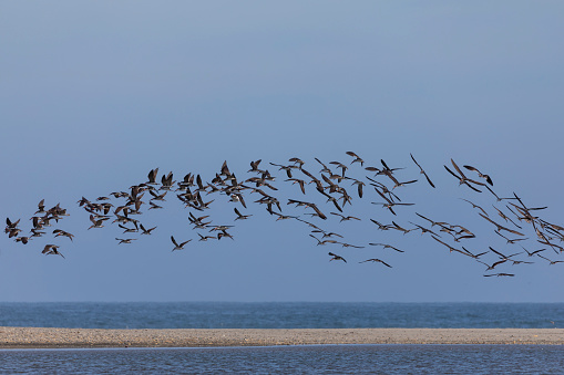 Migration of the greylag geese (Anser anser) at Lake Neusiedl, Burgenland, Austria, Europe