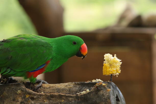 istock Psittacula alexandri the green parrot 1450414908