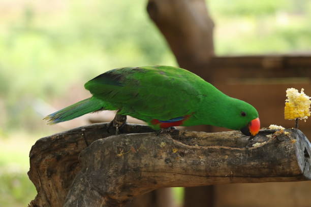 앵무새 또는 psittacula alexandri - safari animals audio 뉴스 사진 이미지