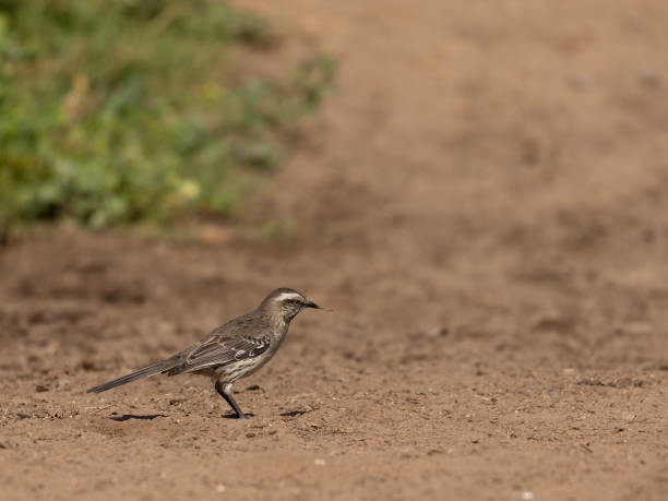 istock Chilean Mockingbird, Mimus thenca, aka Tenca,. 1450414925