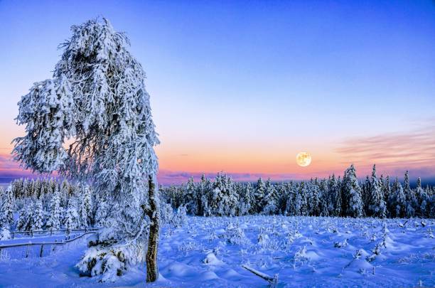 istock Beautiful winter landscape in a forest 1450415305