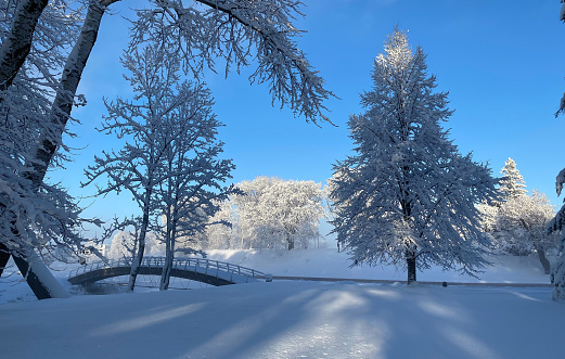 Beautiful winter landscape with trees covered with snow. Horizontal photography.