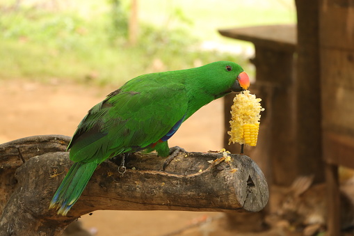 Corn is used as food for parrots that live in the wild, including seeds