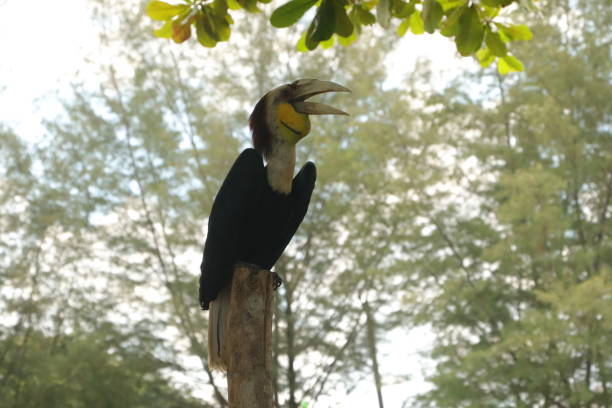istock hornbill on the wood 1450415476