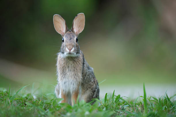 istock Grey small hare eating grass on summer field. Wild rabbit in nature 1450419483