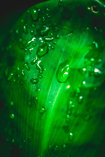 Fresh green hosta leaves covered in raindrops