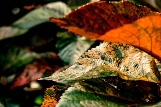 A macro of a green beautiful leaf