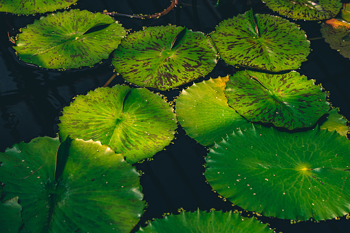 group of fresh pattern big circle green water lillies leaves floating in pond. Round pattern in natural park