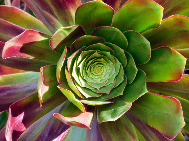 istock Green and Red Succulents 2 1450423130