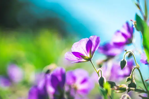 Photo of Geranium wilfordii flower