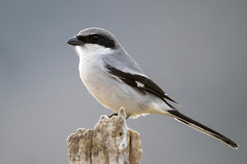 A Loggerhead Shrike (Lanius ludovicianus) on a stump at the San Jacinto Wildlife Area in Riverside County in southern California. This species is found year-round in most of Mexico and the southern half of the United States and breeds in those locations and farther north into the Canadian prairie provinces.  The Loggerhead Shrike is the only shrike endemic to North America, but there are over 30 other species in other parts of the world.