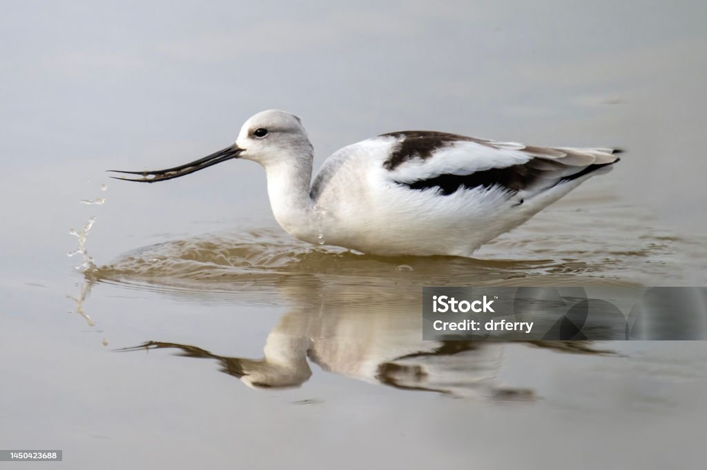 American Avocet in Winter Plumage An American Avocet (Recurvirostra americana) in non-breeding plumage at the San Jacinto Wildlife Area in Riverside County in southern California. This large wader of the family Recurvirostridae winters along the coasts and in the central part of North America and the Caribbean and breeds in the north-central plains of the same continent. Animal Stock Photo