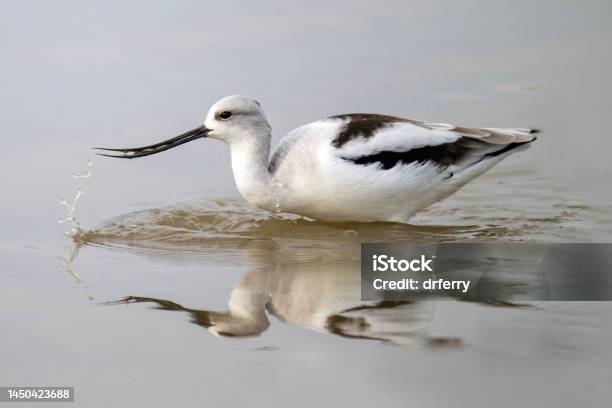 American Avocet In Winter Plumage Stock Photo - Download Image Now - Animal, Animal Body Part, Animal Wildlife