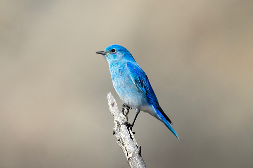 A male Mountain Bluebird (Sialia currucoides) at the San Jacinto Wildlife Area in Riverside County in southern California. This beautiful thrush winters in central and northern Mexico as well as in central and southwestern United States. It breeds in the western US northward into western Canada and Alaska.