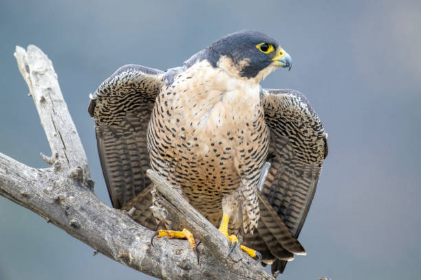 istock Peregrine Falcon Facing Left 1450423884