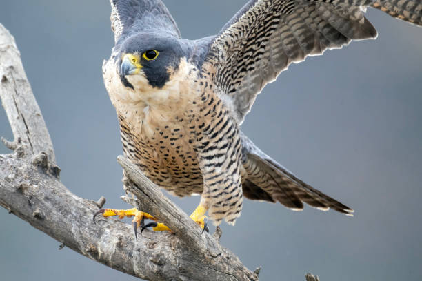 istock Peregrine Falcon Facing Right 1450423888