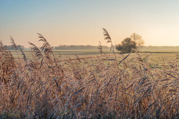 reed plants on the edge of meadows in a dutch polder - polder field meadow landscape imagens e fotografias de stock