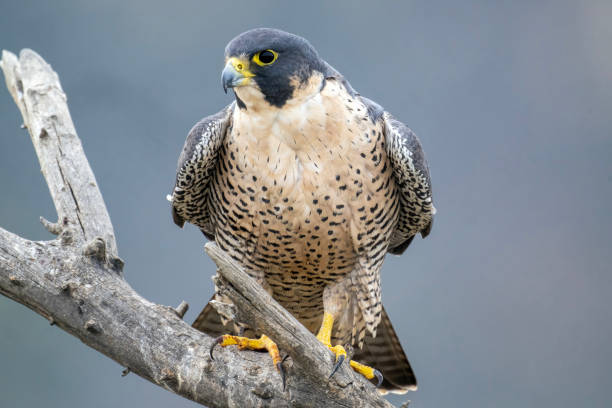 오른쪽을 바라보는 송골매 - peregrine falcon 뉴스 사진 이미지