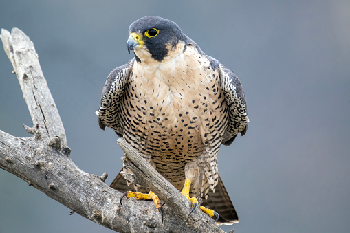 A peregrine falcon basks in the sunlight.