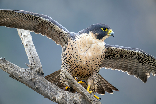 A Peregrine Falcon (Falco peregrinus) on a perch at the San Jacinto Wildlife Area in Riverside County in southern California. Numbers of this nearly world-wide breeder fell precipitously in the 1960s from thinning of its eggshells from widespread usage of the insecticide DDT.  Since the banning of that substance, this falcon has made a remarkable recovery and is now fairly common in some areas and has been removed from its endangered status. It is renowned for its aerial abilities as it preys mainly on flying birds.  It has been measured in a dive at over 240 mph, making it the fastest of all birds.