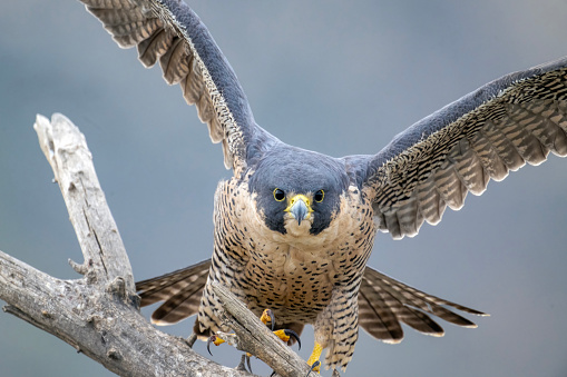 A Peregrine Falcon (Falco peregrinus) on a perch at the San Jacinto Wildlife Area in Riverside County in southern California. Numbers of this nearly world-wide breeder fell precipitously in the 1960s from thinning of its eggshells from widespread usage of the insecticide DDT.  Since the banning of that substance, this falcon has made a remarkable recovery and is now fairly common in some areas and has been removed from its endangered status. It is renowned for its aerial abilities as it preys mainly on flying birds.  It has been measured in a dive at over 240 mph, making it the fastest of all birds.