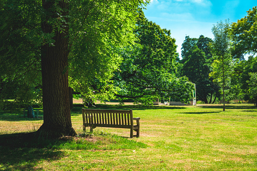 Fresh green trees and park bench