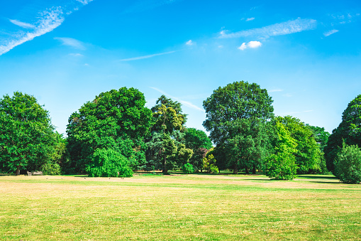 Park in summer