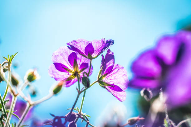 940+ Small Flowered Cranesbill Stock Photos, Pictures & Royalty-Free ...