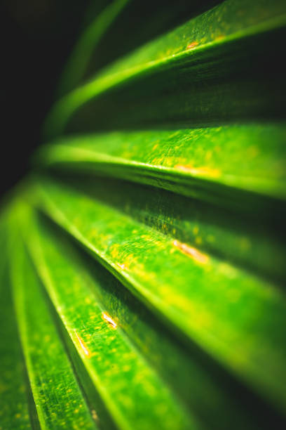 istock Palm Tree Leaf Sunlight Tropical Leaves Light and Shadow Abstract 1450424148