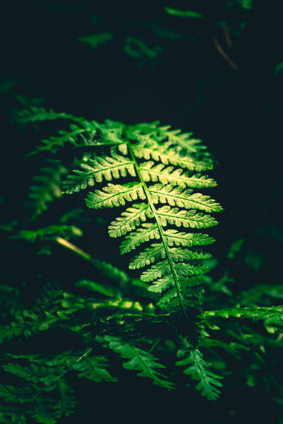 istock Fern in the forest, leaf texture. Abstract natural background 1450424704