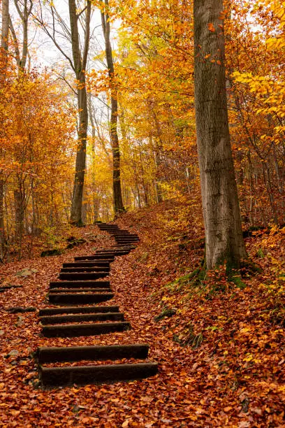 Photo of Winding stair path through an idyllic autumnal forest