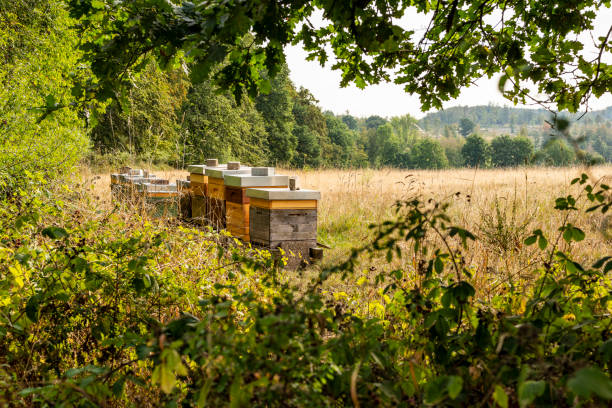 Beehives on a meadow on the border of a forest, seen from underneath a tree