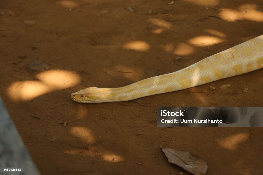 All Yellow Python The Yellow Python Is A Species Of Burmese Python Or Python Bivitattus ...