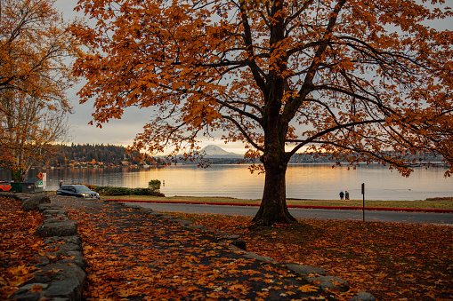 autumn trees, leaves at Seward Park in Seattle with afternoon view of Mt. Rainier