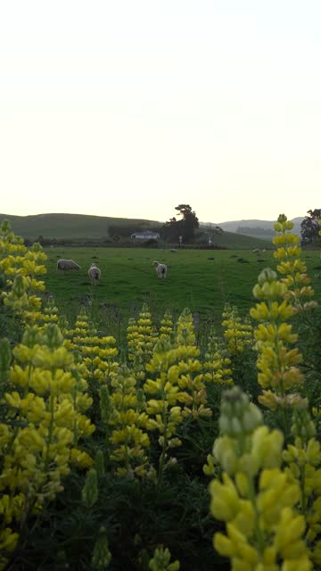 Yellow lupin flowers among the hills and curious sheep on a farm during sunrise