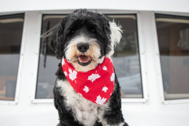 Dog celebrating Canada Day