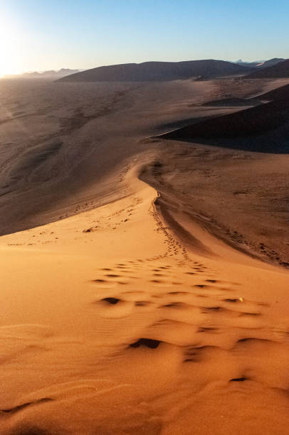istock Climbing Dune 45 at sunrise 1450430495