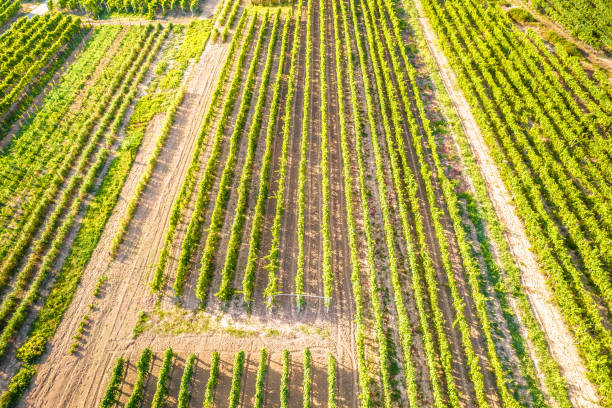 istock Vrbnik vineyards green landscape aerial view 1450430574