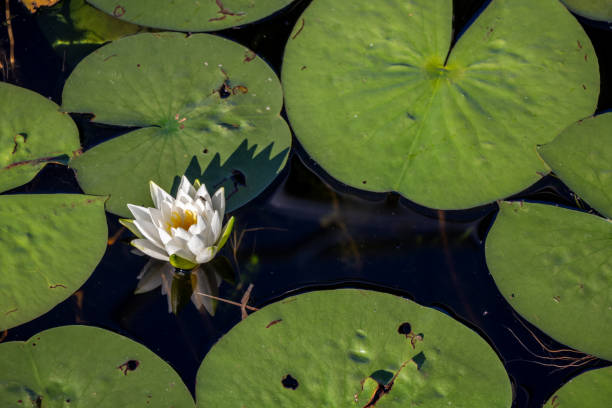 istock white flower and lily pads in a pond 1450431125