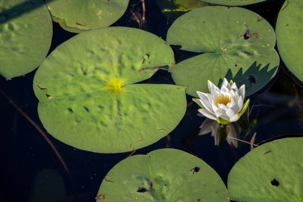 istock white flower and lily pads in a pond 1450431740
